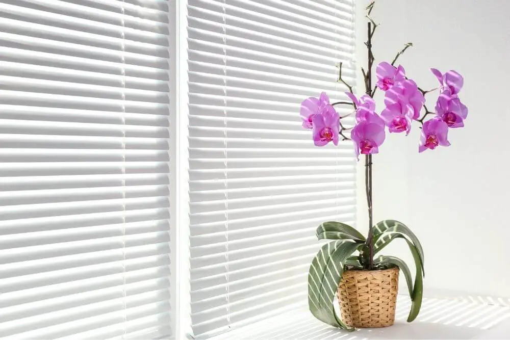 Orchidee vor Fenster