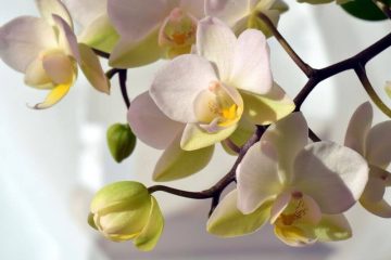 Sind Orchideen giftig für Kaninchen