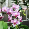 Sind Orchideen giftig fuer Voegel