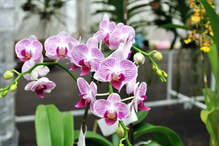 Sind Orchideen giftig fuer Voegel