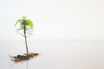 Wie tief gehen die Wurzeln von Palmen? hausgartengruen.de