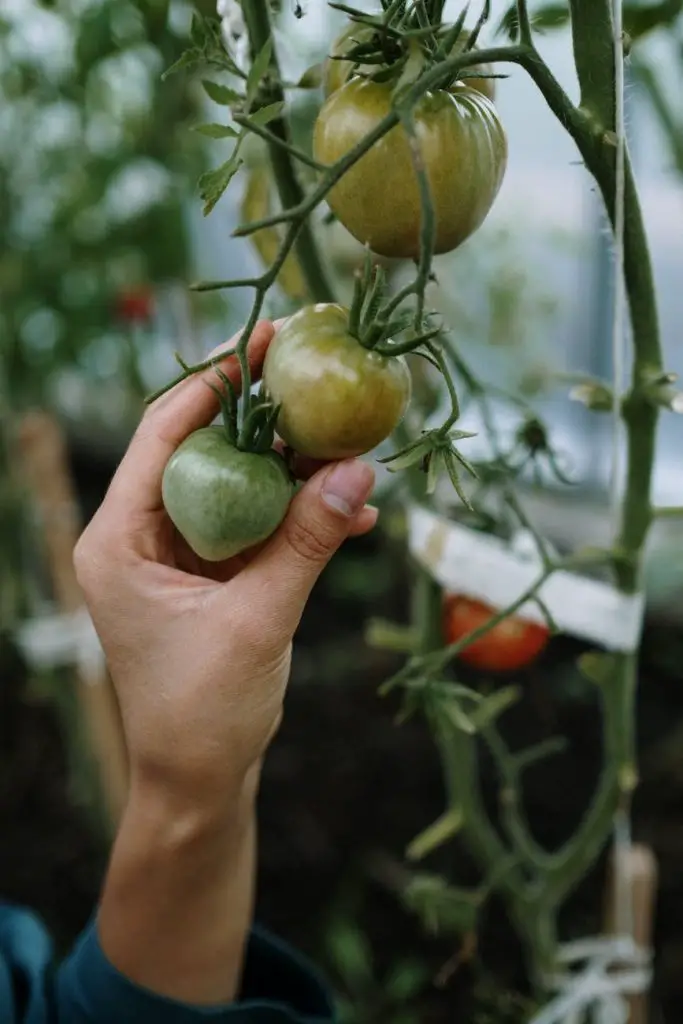 Kann man Graberde auch für Tomaten verwenden?