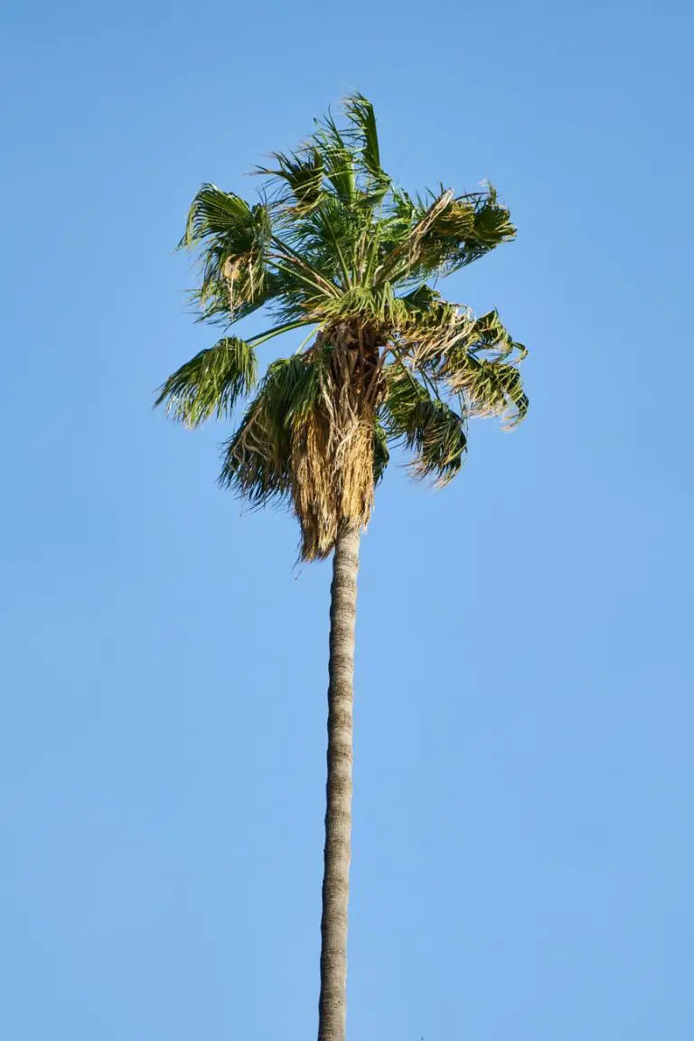 Welche Besonderheiten haben Palmen