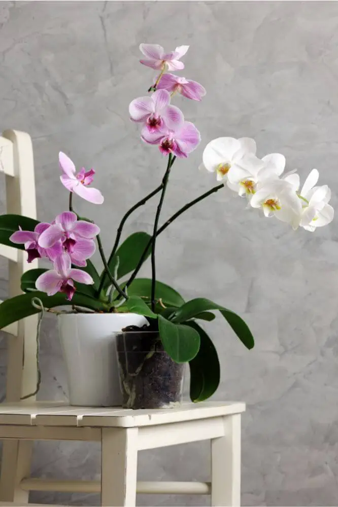 Zwei Orchideen auf einem Stuhl