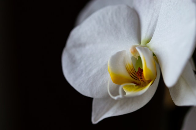 Kann man Orchideenerde für andere Pflanzen verwenden?