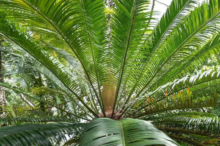 Palmen im Frühjahr einpflanzen