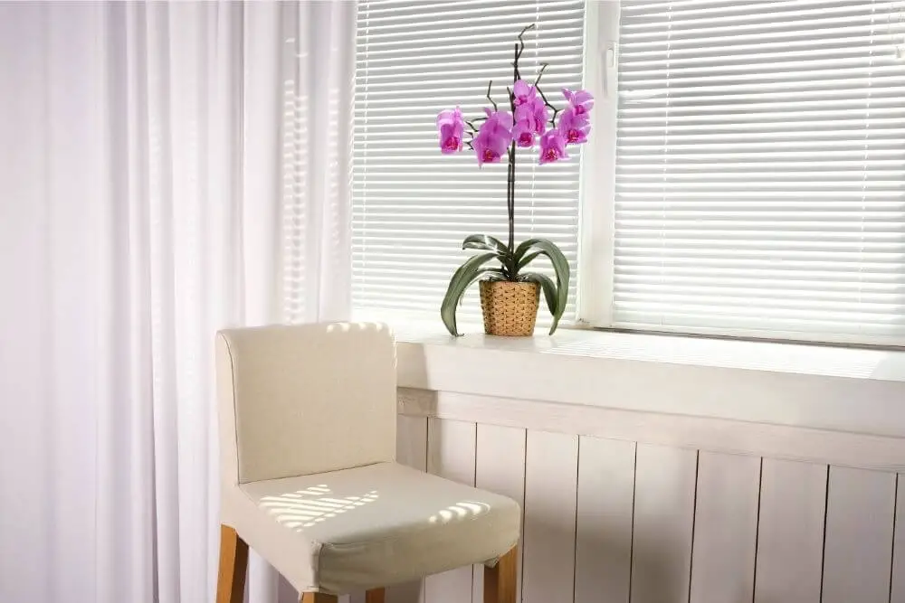 Orchidee auf Fensterbrett