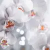 Müssen Orchideentöpfe durchsichtig sein