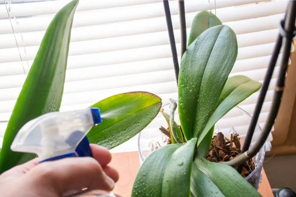 Mann besprueht Orchideenblatt mit Wasser