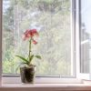 Müssen Orchideen am Fenster stehen