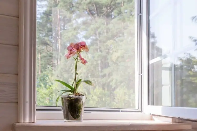 Müssen Orchideen am Fenster stehen
