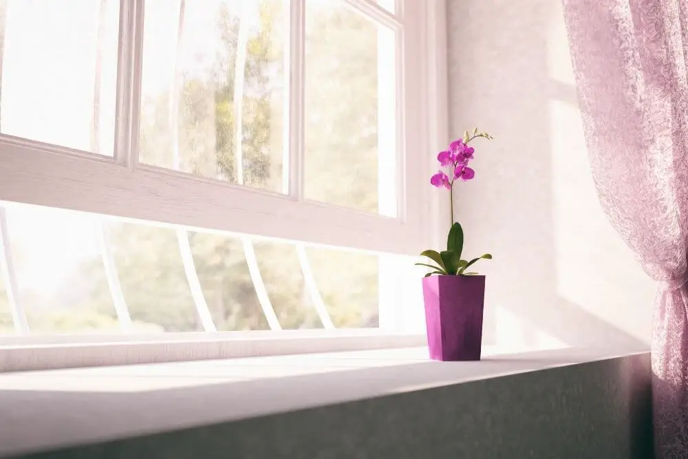 Orchidee auf heller Fensterbank