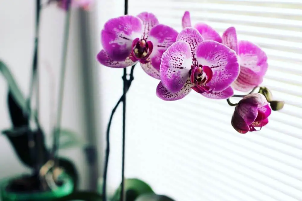Orchidee vor Plissees