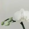 Kann man Orchideen in Kokoserde pflanzen?