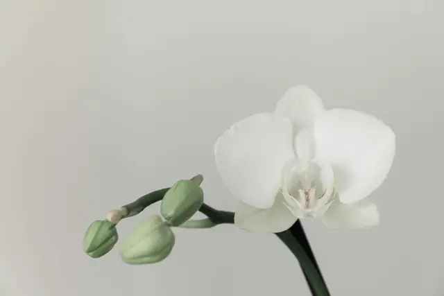 Kann man Orchideen in Kokoserde pflanzen?