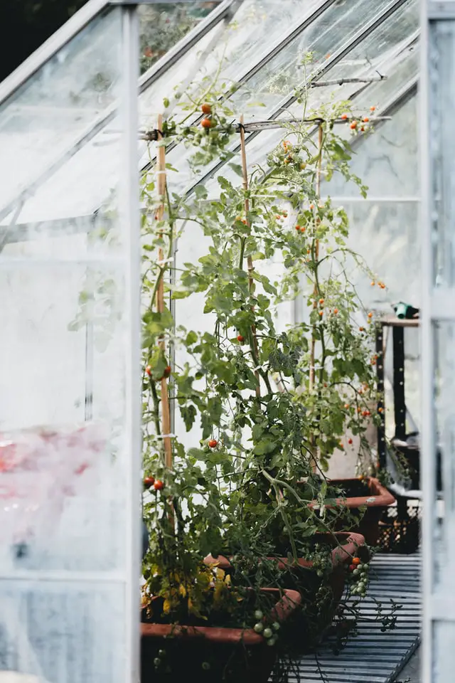 Wie viele Tomatenpflanzen benötigt man zur Selbstversorgung