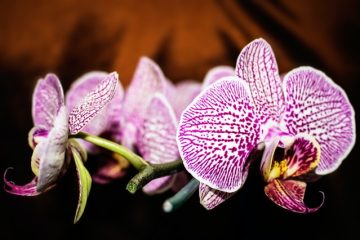Kann man Orchideen mit Kaffeesatz düngen?