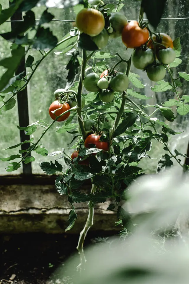Wie viele Tomatenpflanzen benötigt man zur Selbstversorgung