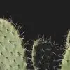 Wie viele Stacheln hat ein Kaktus?