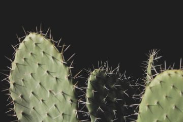 Wie viele Stacheln hat ein Kaktus?