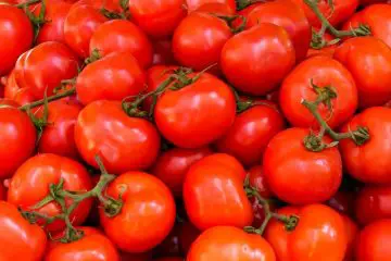 Wie viele Tomatenpflanzen benötigt man pro Person für die Selbstversorgung?