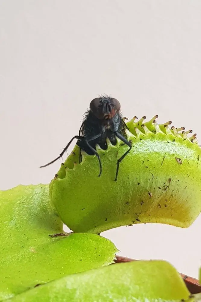 Fliege in fleischfressender Pflanze