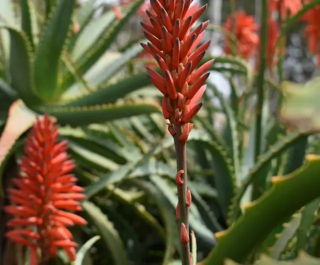 Aloe Vera Pflanze stinkt – Ursachen und Tipps