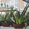 Aloe Vera stinkt – Ursachen und Tipps
