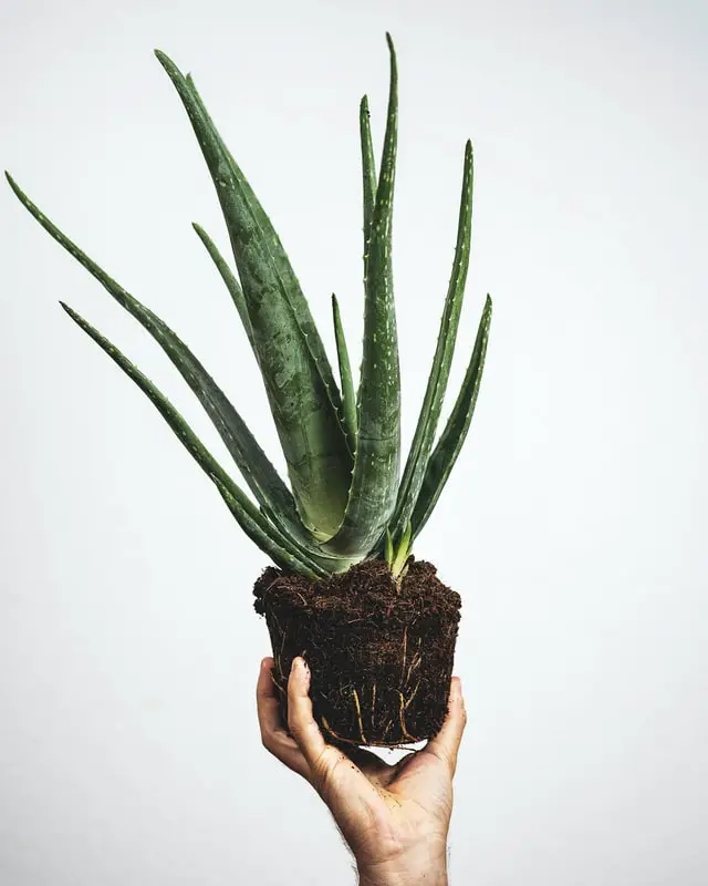 Aloe Vera Pflanze stinkt – Ursachen und Tipps