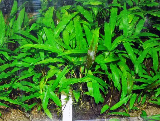 10 Aquarienpflanzen mit wenig Lichtbedarf 