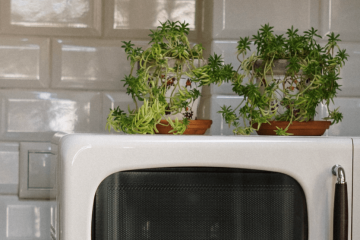 Kann man Pflanzen auf die Mikrowelle stellen?