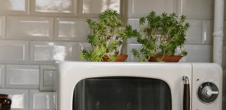 Kann man Pflanzen auf die Mikrowelle stellen?