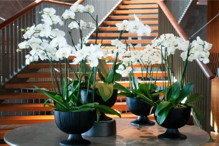 Kann man zwei Orchideen in einen Topf pflanzen