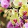 Können Orchideen die Farbe wechseln