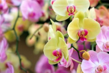Können Orchideen die Farbe wechseln