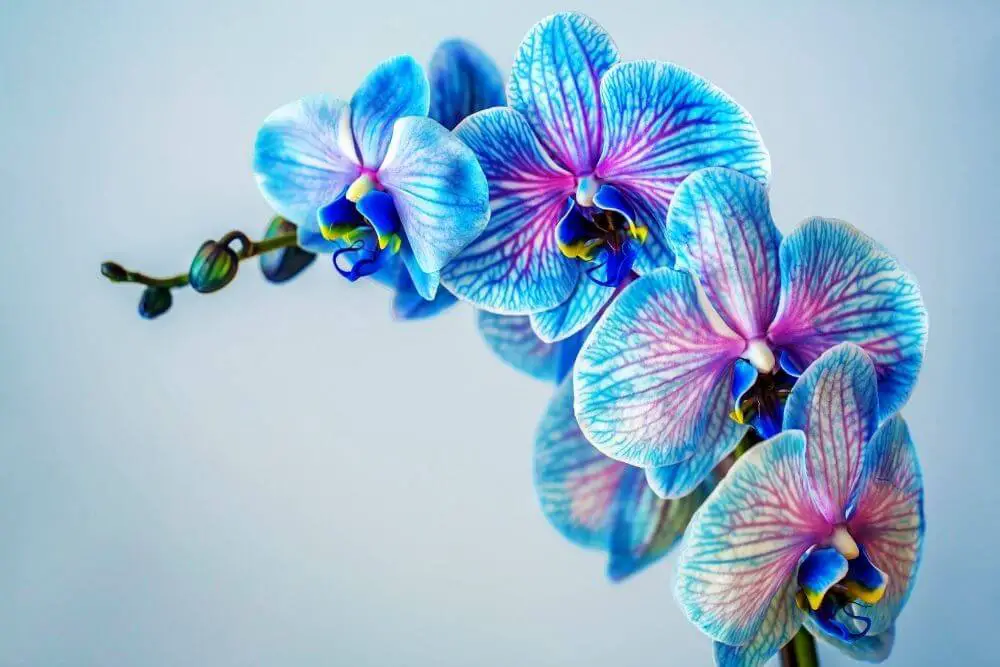 Mehrfarbige Orchideen