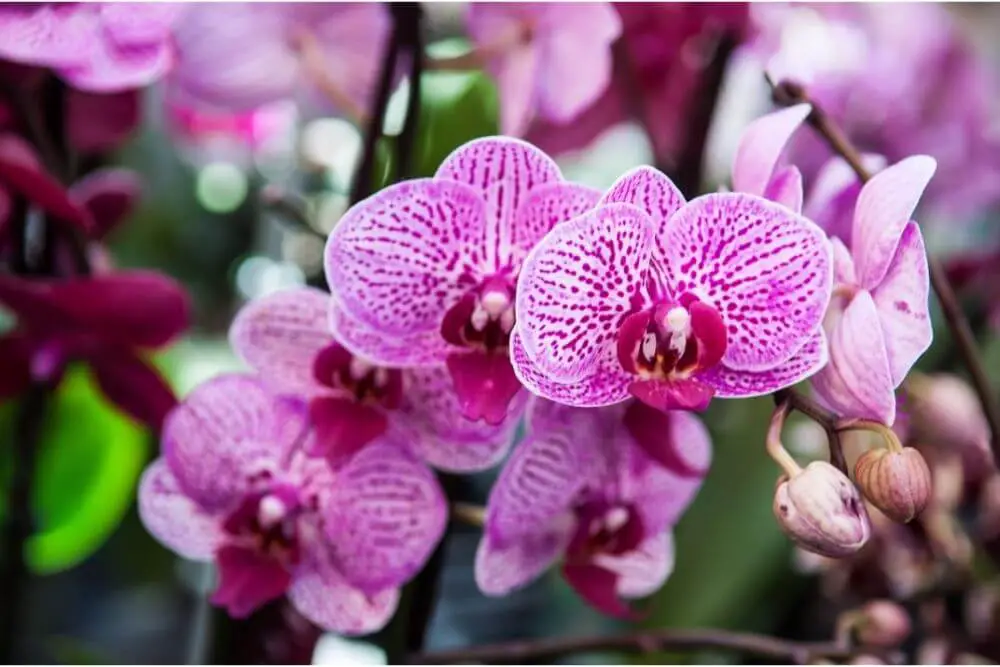 Orchideen und Kaelte