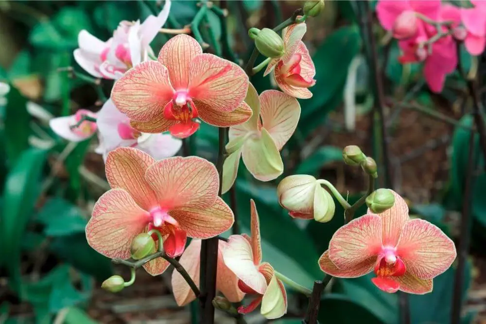 Verschiedene Farben bei Orchideen