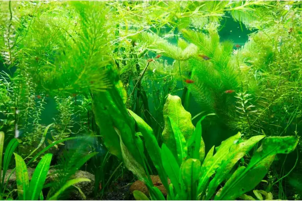Viele Pflanzen im Aquarium