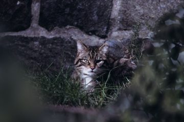 Wie teuer ist ein Katzenzaun?