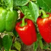 Wie viele Paprika Pflanzen pro Person?