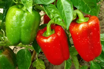 Wie viele Paprika Pflanzen pro Person?