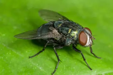 Kann man Insekten mit Deo töten?