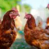 Ist Schneckenkorn giftig für Hühner