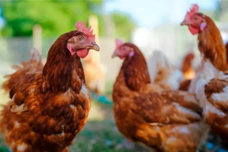 Ist Schneckenkorn giftig für Hühner