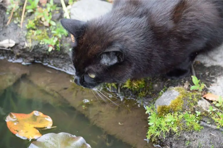 Ist ein Teich gefährlich für Katzen