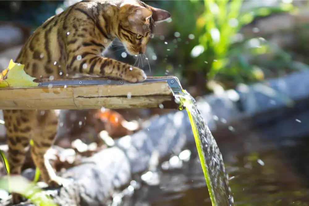 Katze spielt am Teich