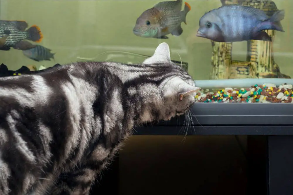 Katze und Fische