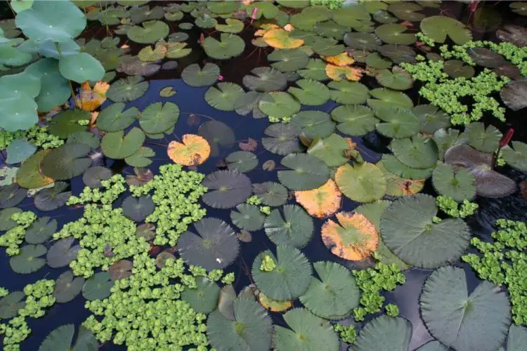 Wieviele Pflanzen im Teich