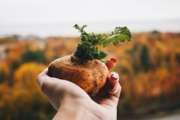 Wie viele Kartoffeln wachsen aus einer Knolle?